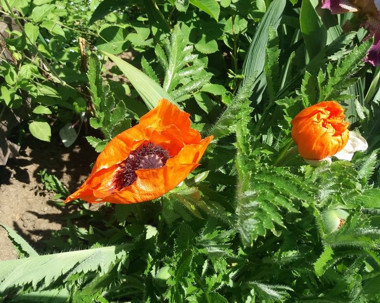  - 2018 plantele mele