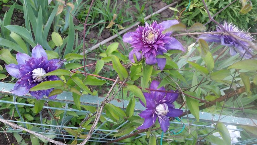 Multiblue - clematite 2018