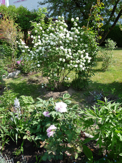  - 2018 - 01 - Primavara