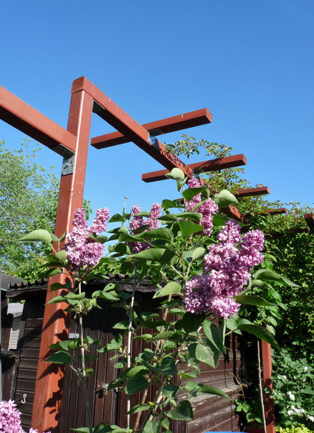  - 2018 - 01 - Primavara