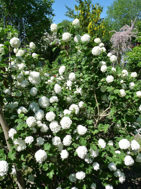  - 2018 - 01 - Primavara