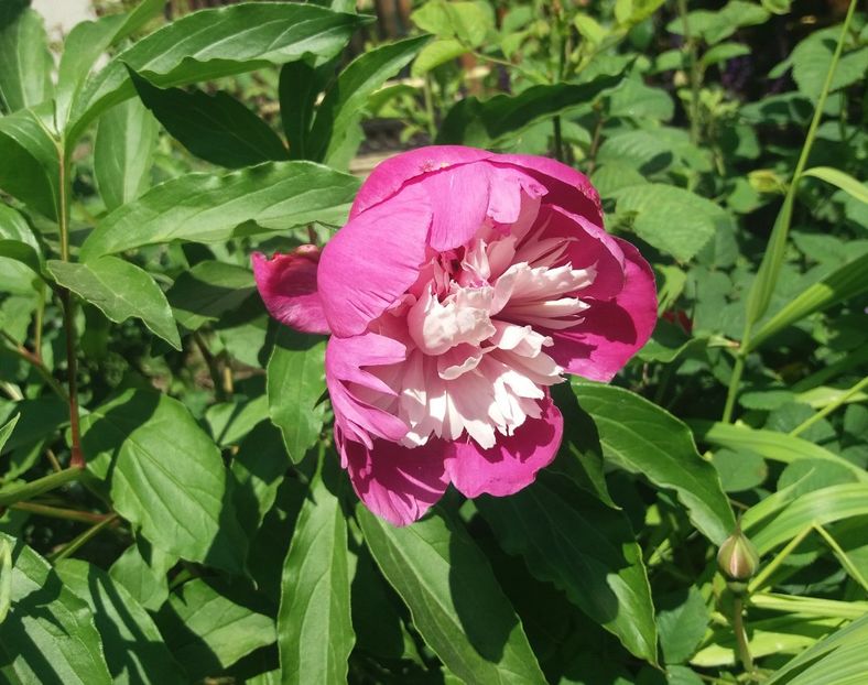 Bujor - Celebrity - 2018 plantele mele