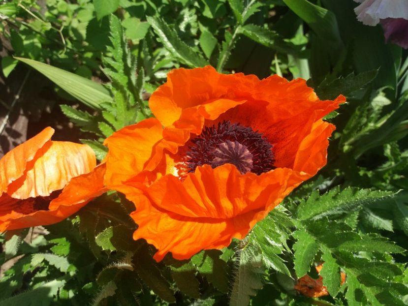 papaver turkenluise - 2018 plantele mele