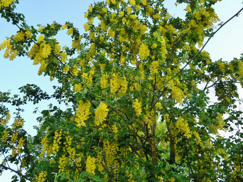  - 2018 - 01 - Primavara