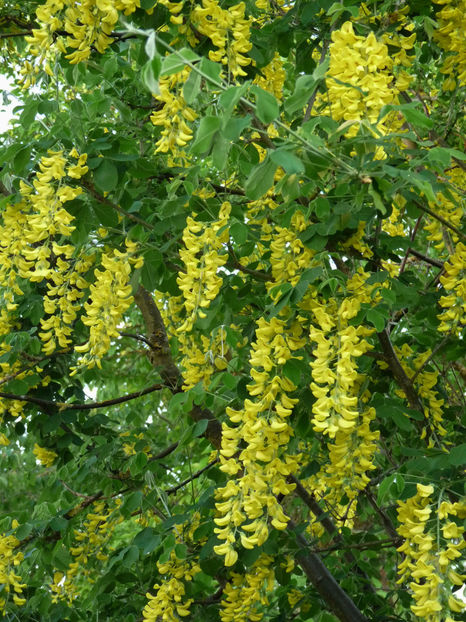  - 2018 - 01 - Primavara