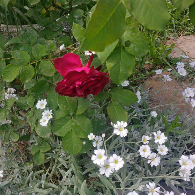 munstead wood - gradina mai 2018