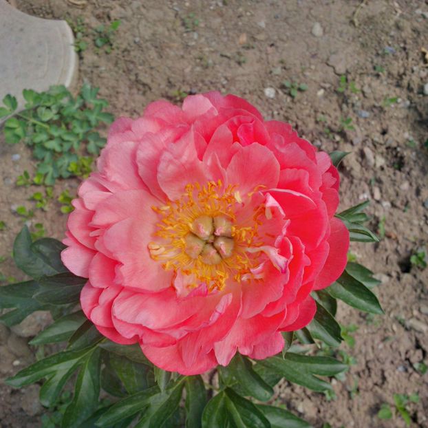 coral charm - gradina mai 2018