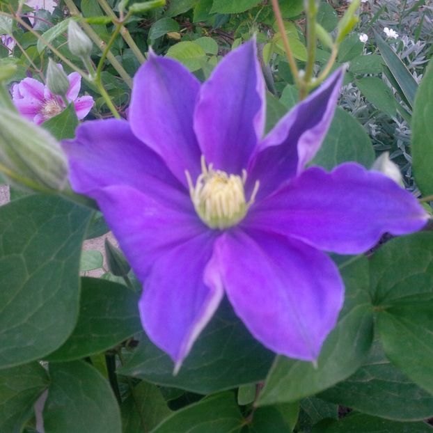 fujimusume - gradina mai 2018