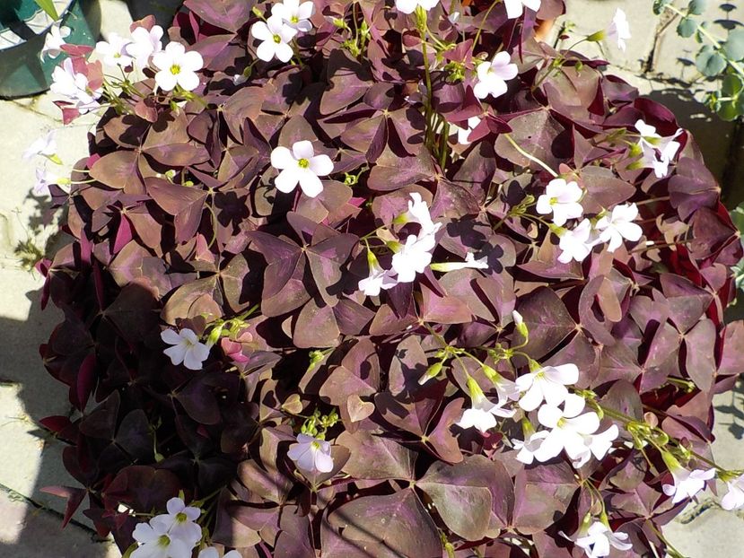  - oxalis