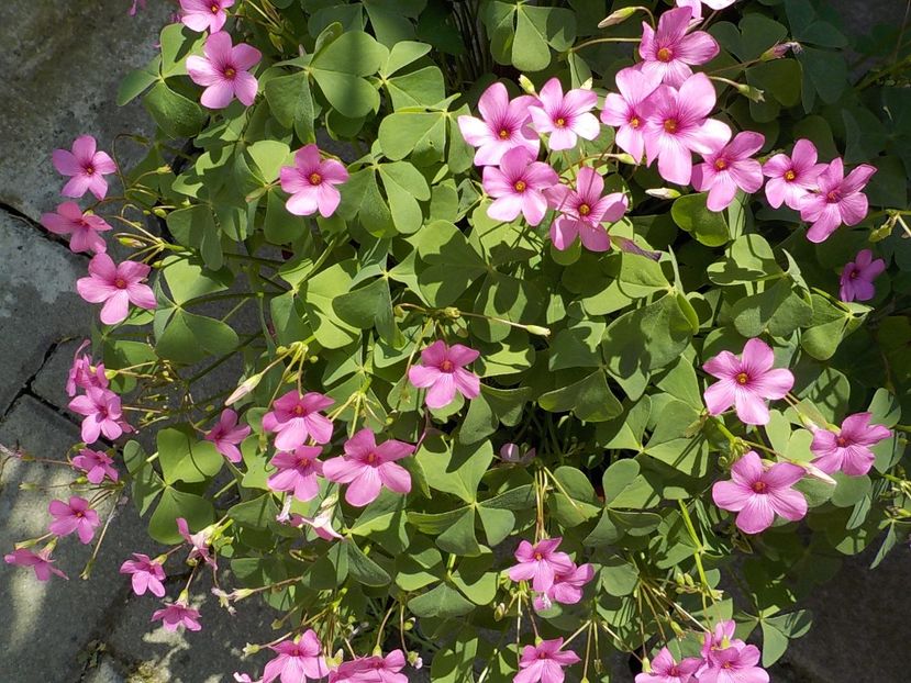  - oxalis