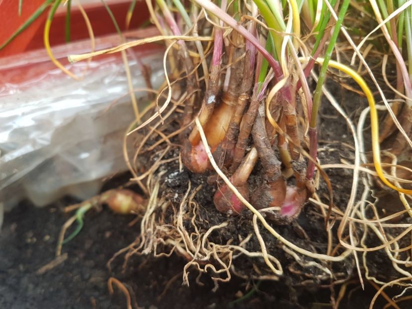 Ceapa decorativa? - Diverse