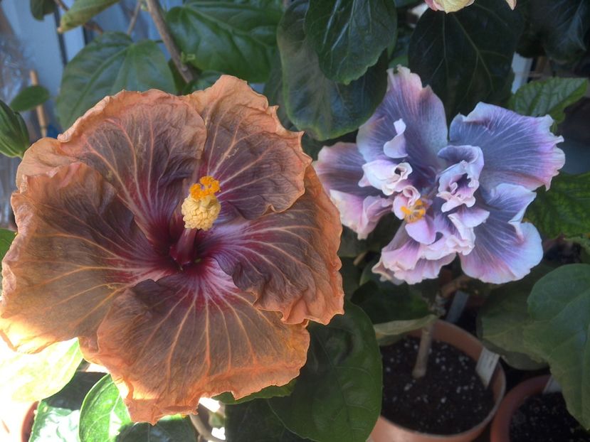 WIN_20180507_115351 - 03Hibiscus