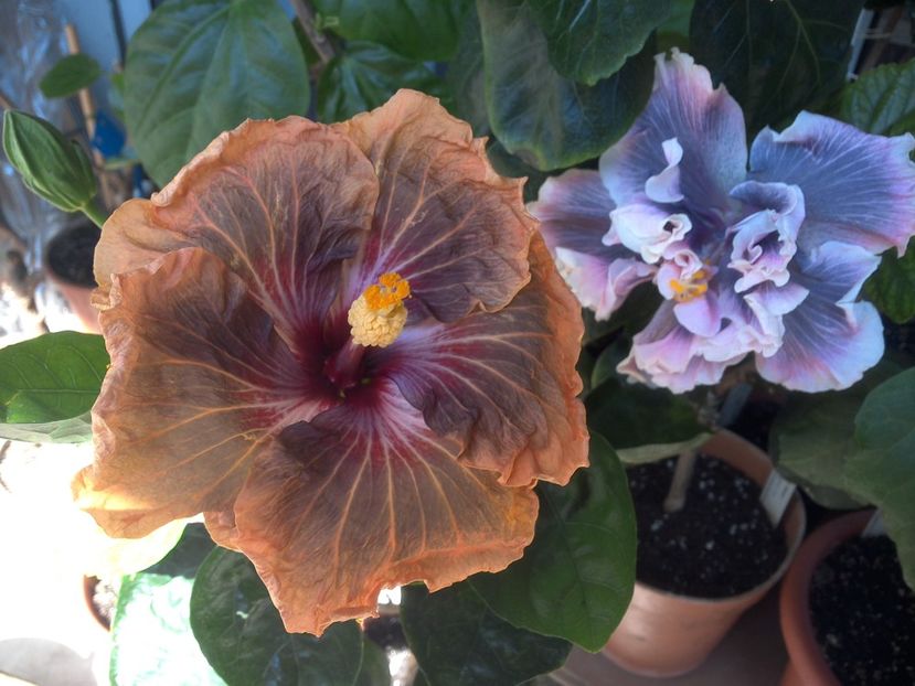 WIN_20180507_115353 - 03Hibiscus