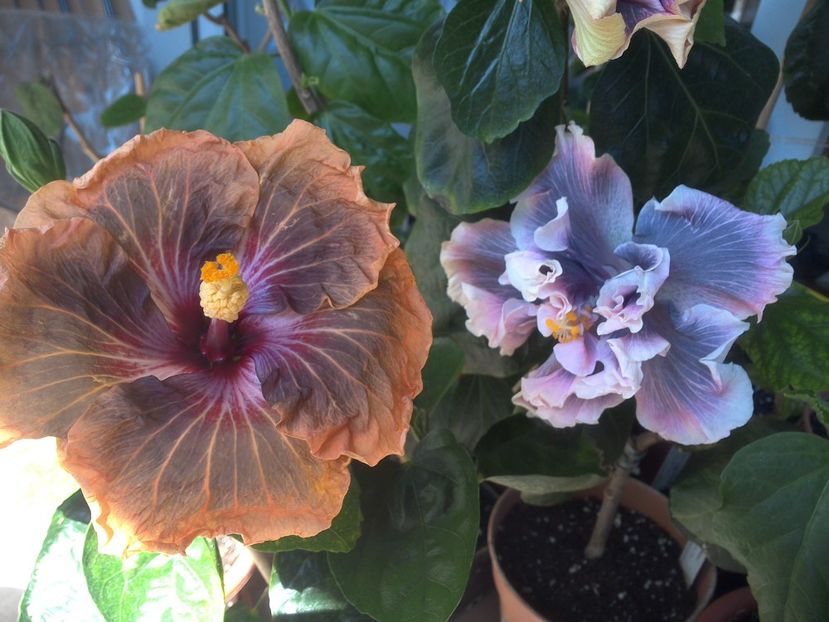 WIN_20180507_115356 - 03Hibiscus