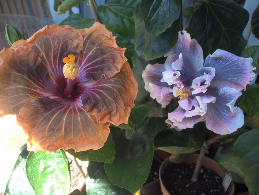 WIN_20180507_115358 - 03Hibiscus