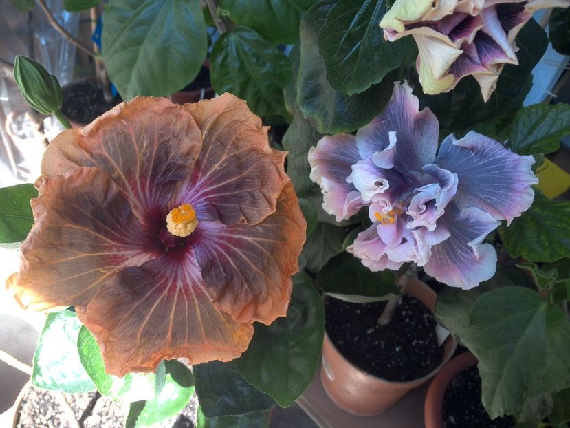 WIN_20180507_115401 - 03Hibiscus