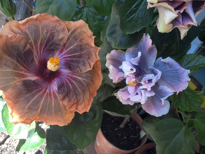 WIN_20180507_115404 - 03Hibiscus