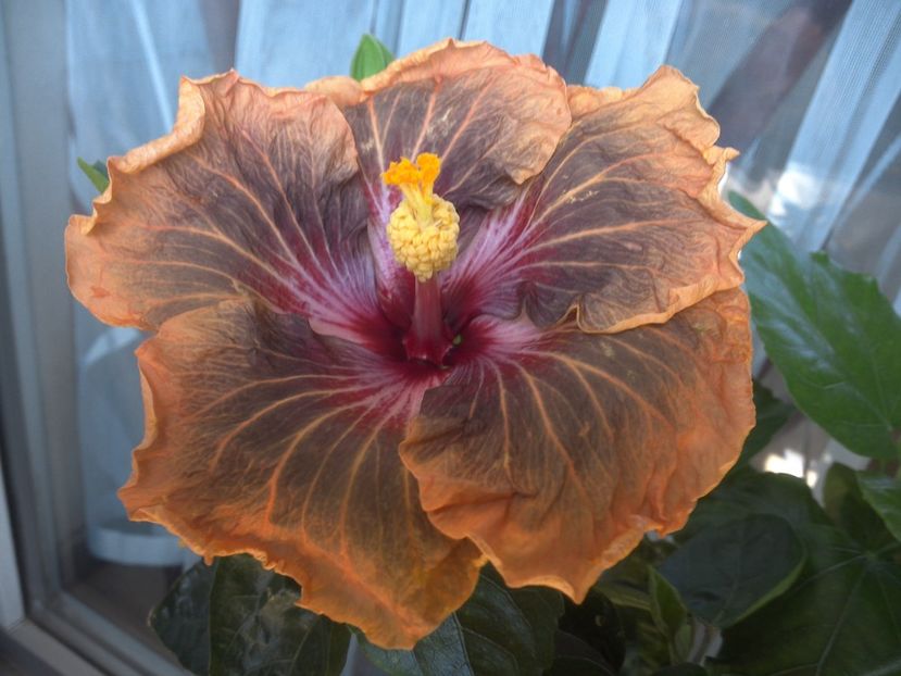 WIN_20180507_115013 - Tahitian Soulmate