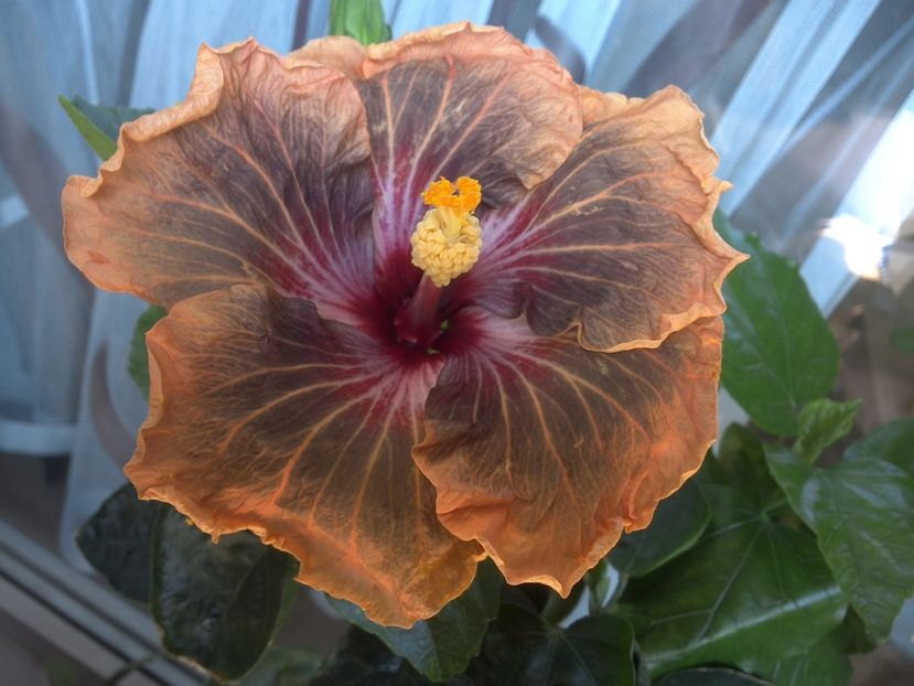 WIN_20180507_115026 - Tahitian Soulmate