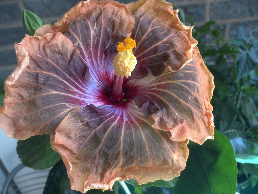 WIN_20180507_115044 - Tahitian Soulmate