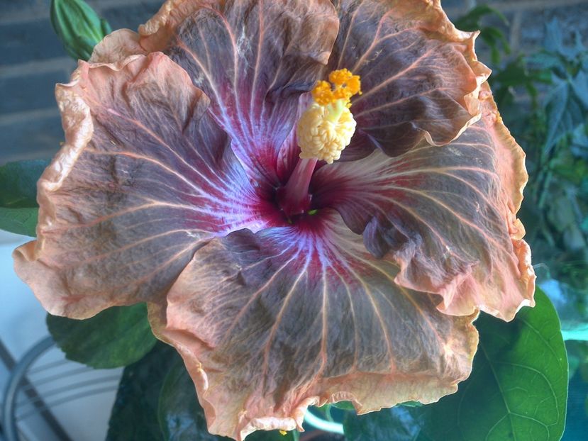 WIN_20180507_115046 - Tahitian Soulmate