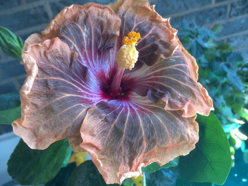 WIN_20180507_115102 - Tahitian Soulmate