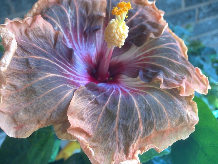 WIN_20180507_115104 - Tahitian Soulmate