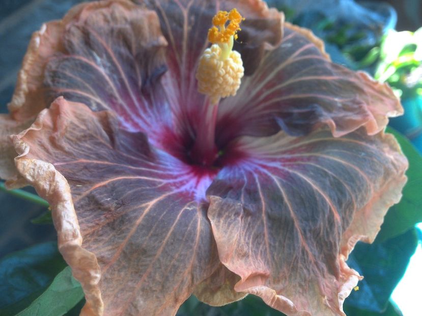 WIN_20180507_115116 - Tahitian Soulmate