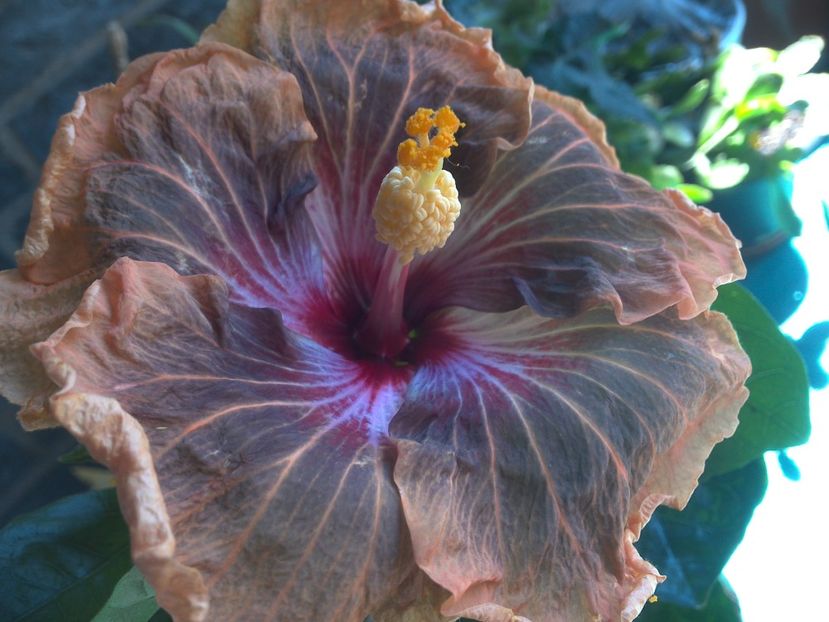 WIN_20180507_115119 - Tahitian Soulmate