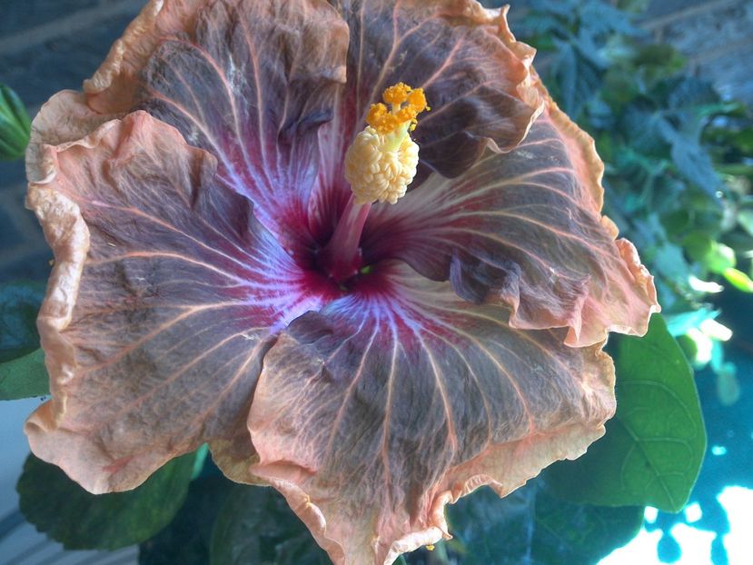 WIN_20180507_115124 - Tahitian Soulmate