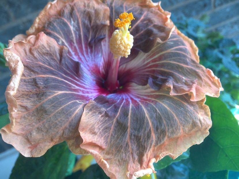 WIN_20180507_115127 - Tahitian Soulmate