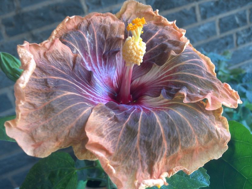 WIN_20180507_115132 - Tahitian Soulmate