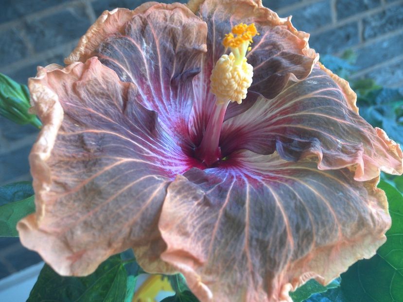 WIN_20180507_115134 - Tahitian Soulmate