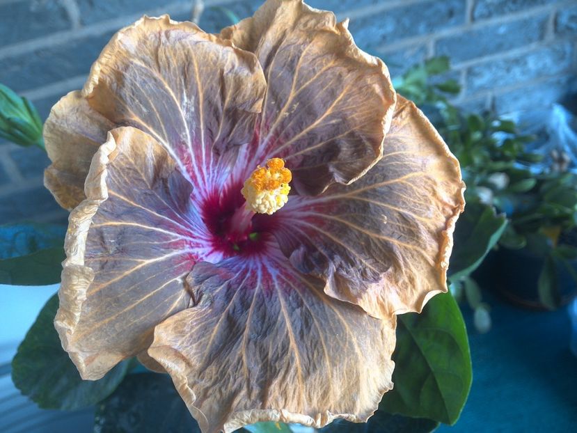 WIN_20180508_065502 - Tahitian Soulmate