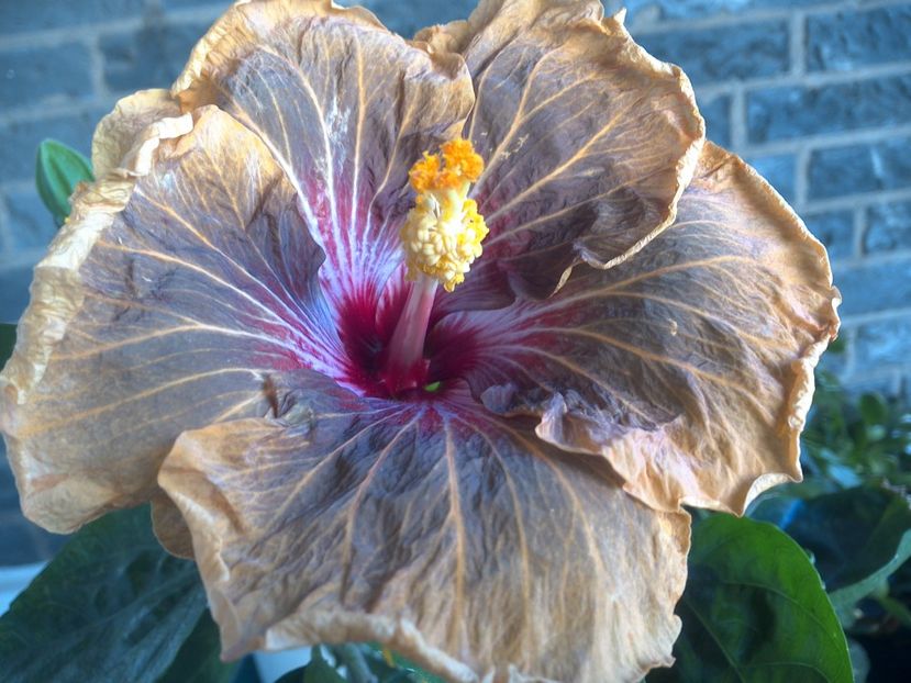 WIN_20180508_065551 - Tahitian Soulmate