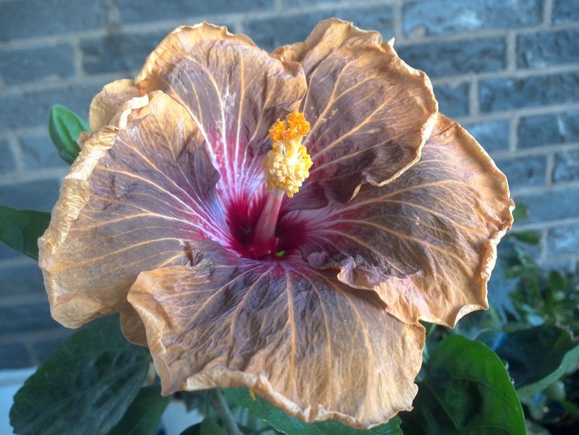 WIN_20180508_065549 - Tahitian Soulmate