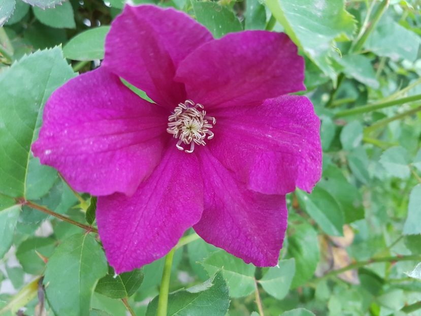 2018 - 02 clematite