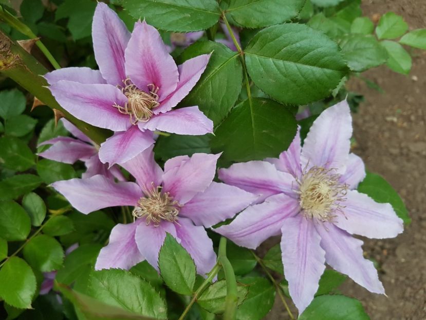 nu stiu ce s-a intamplat cu dr ruppel - 02 clematite