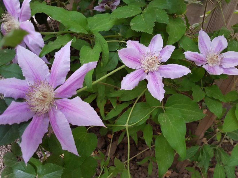 are nuante spalacite - 02 clematite
