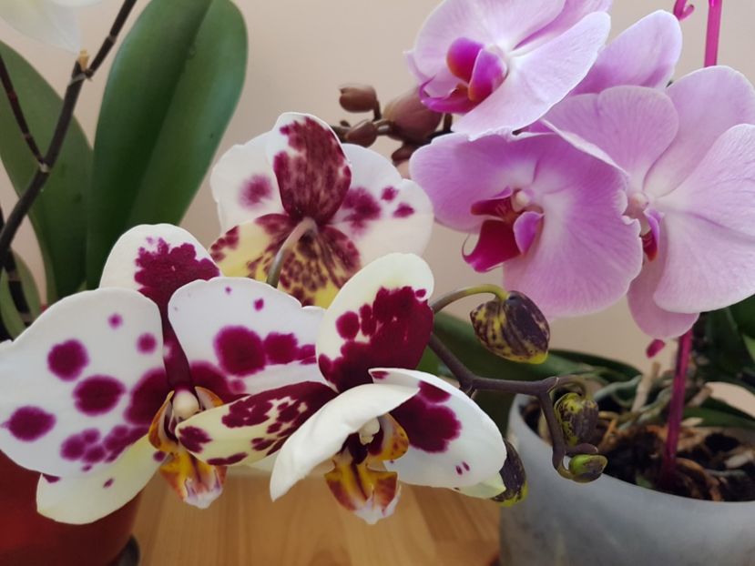  - 7 flori de interior