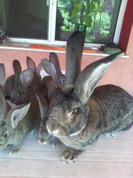  - Urias german Gabi hunedoara