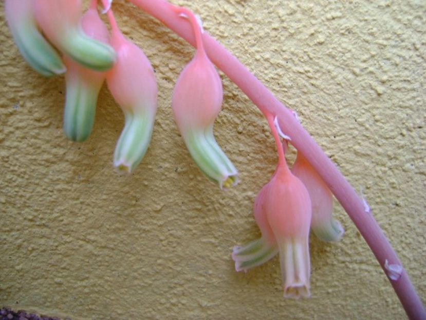 Gasteria glomerata , tija florala - Suculente 2018