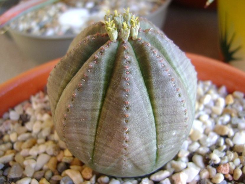 Euphorbia obesa, flori - Suculente 2018