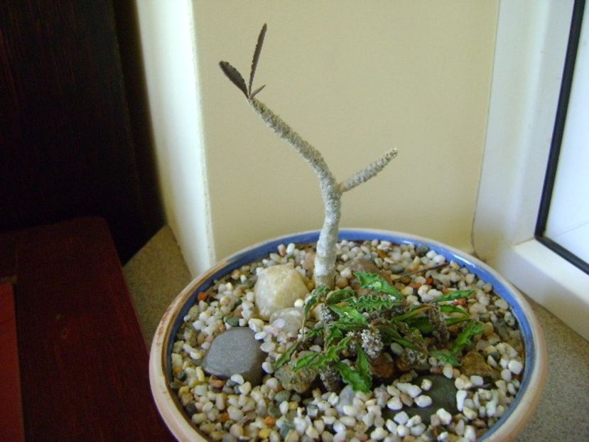 Euphorbia cap-saintemariensis &  Euphorbia decaryi - Suculente 2018