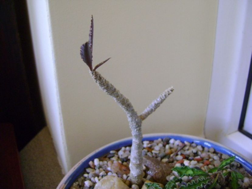 Euphorbia cap-saintemariensis - Suculente 2018