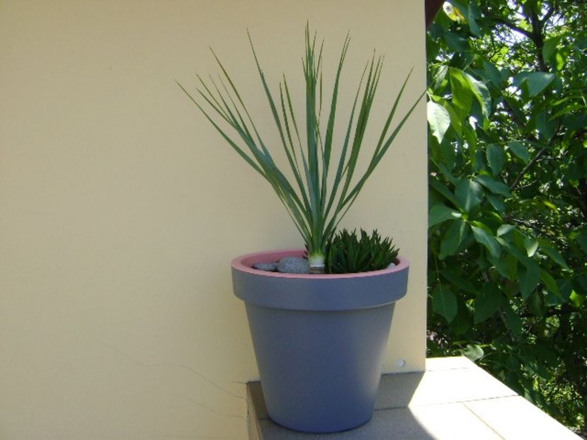 Yucca rostrata & Haworthia viscosa - Agave si Yucca 2018