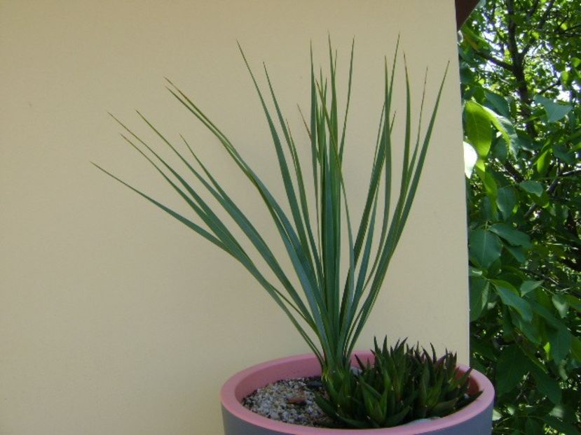 Yucca rostrata & Haworthia viscosa - Agave si Yucca 2018