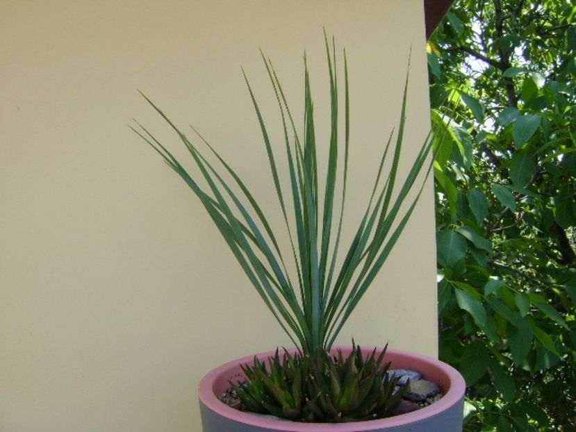 Yucca rostrata & Haworthia viscosa - Agave si Yucca 2018