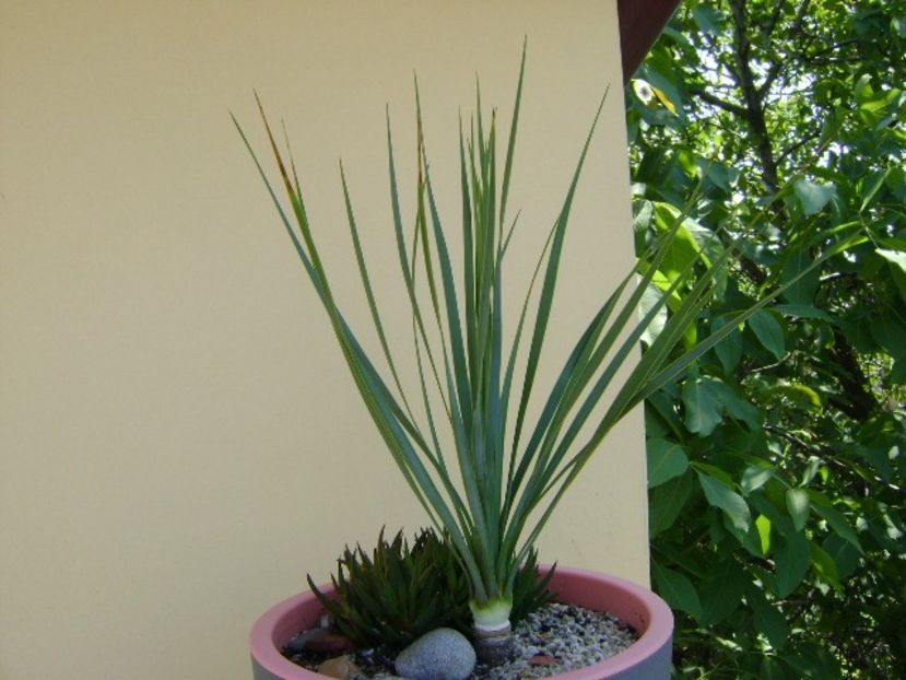 Yucca rostrata & Haworthia viscosa - Agave si Yucca 2018