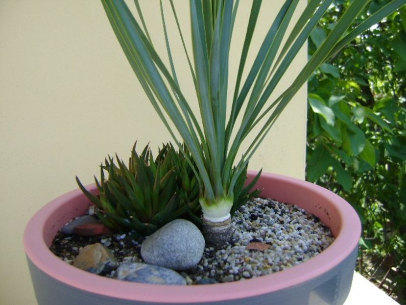 Yucca rostrata & Haworthia viscosa - Agave si Yucca 2018